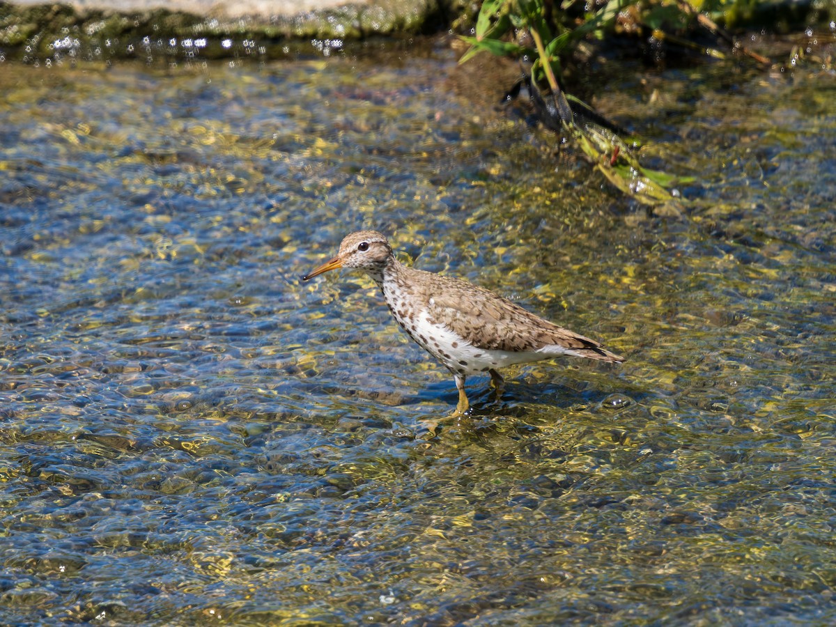 Spotted Sandpiper - ML639682861