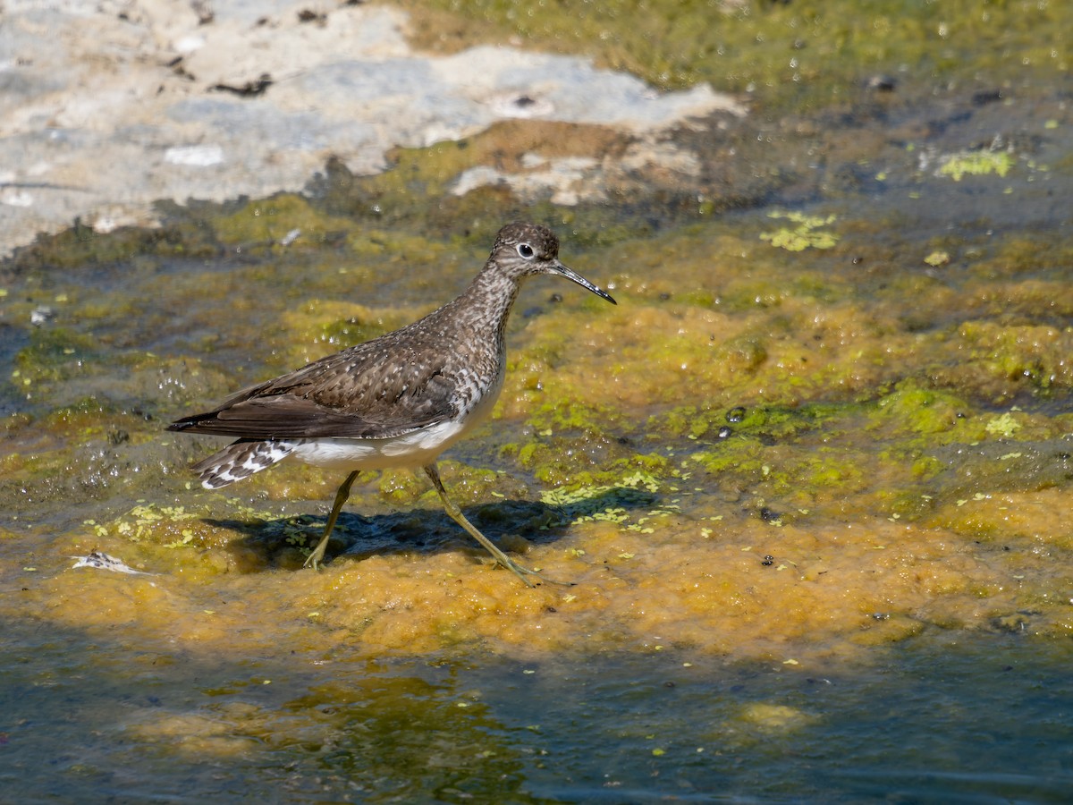 Solitary Sandpiper - ML639682870