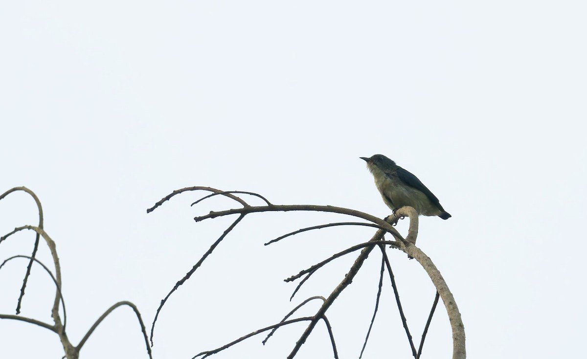 Cambodian Flowerpecker - ML639682888