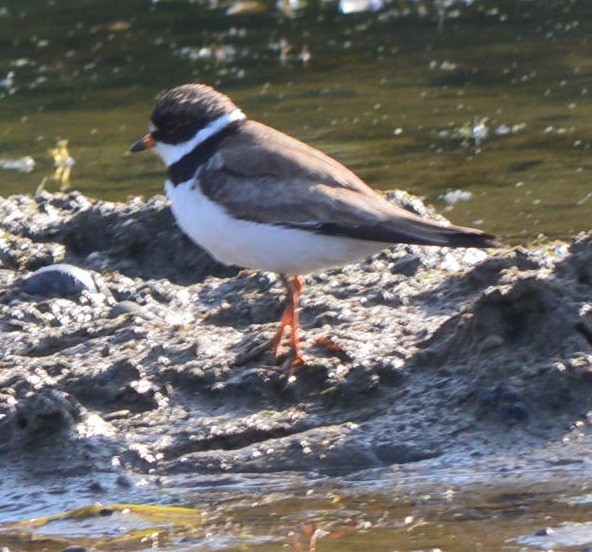 Semipalmated Plover - ML639682901