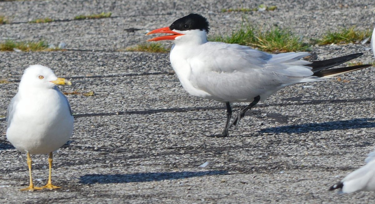 Caspian Tern - ML639682915