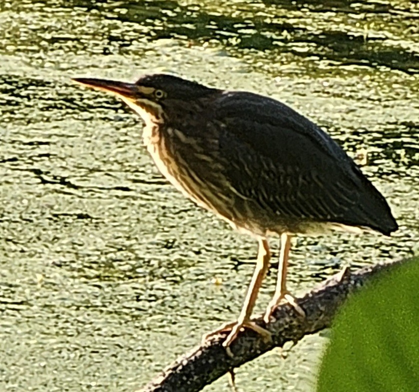 Green Heron - ML639682922