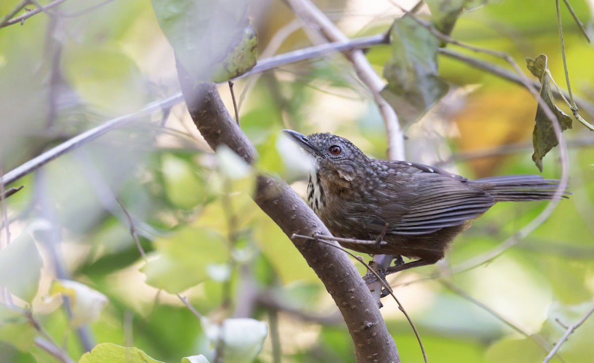 Rufous Limestone Babbler - ML639682957