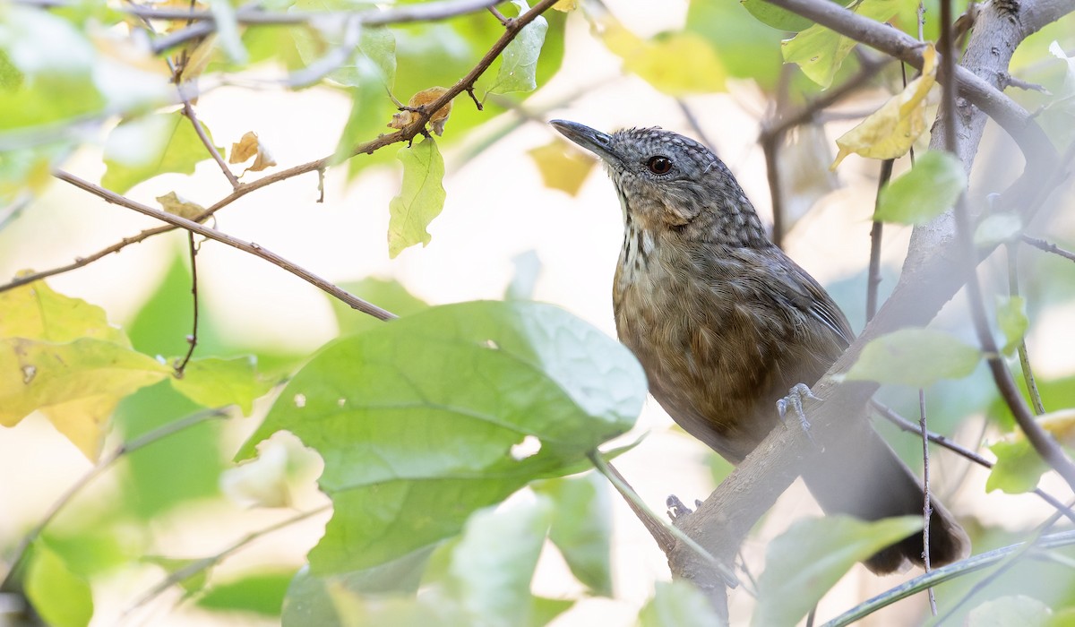 Rufous Limestone Babbler - ML639682958