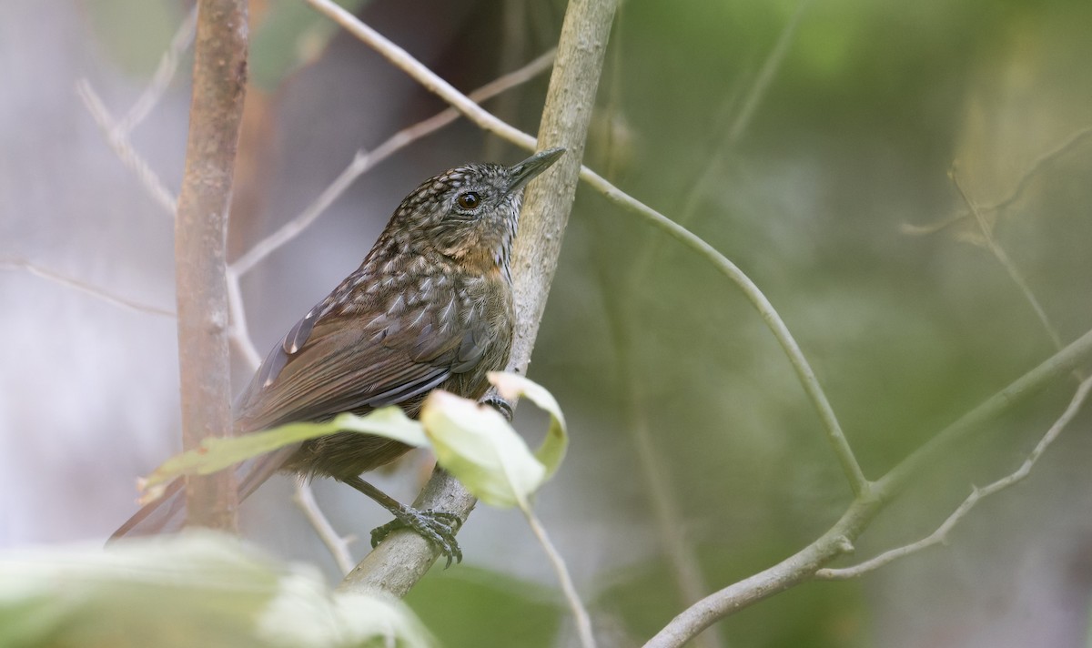 Rufous Limestone Babbler - ML639682959