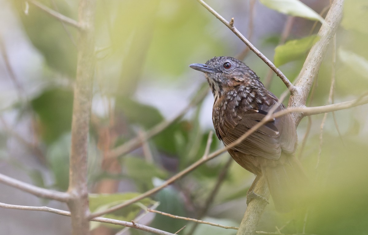 Rufous Limestone Babbler - ML639682960
