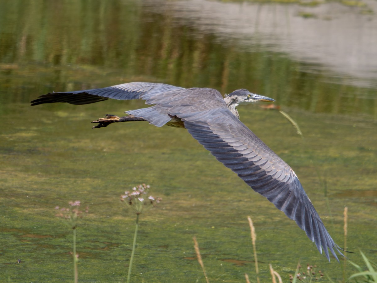 Great Blue Heron - ML639682968