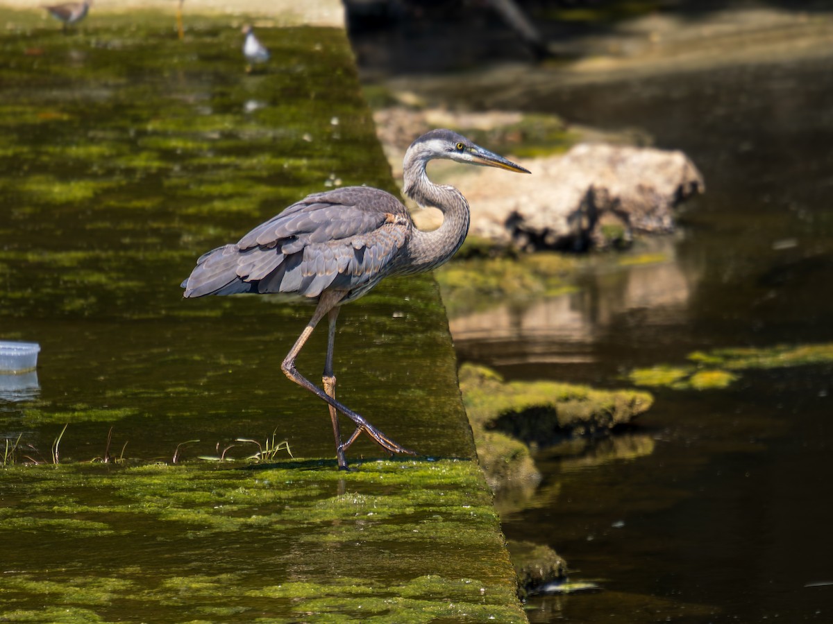Great Blue Heron - ML639682969