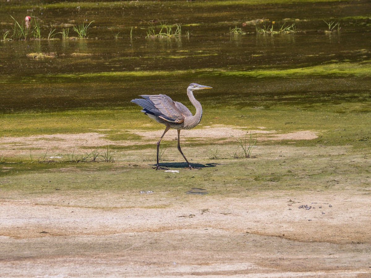 Great Blue Heron - ML639682970