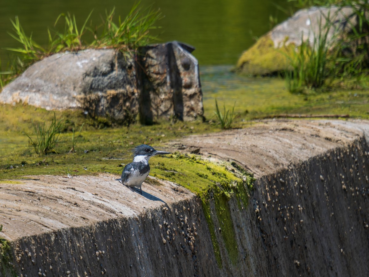 Belted Kingfisher - ML639682985