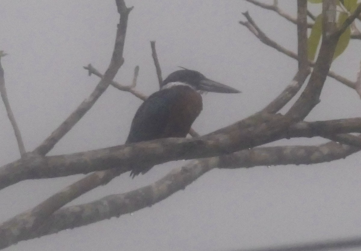 Ringed Kingfisher - ML639682995