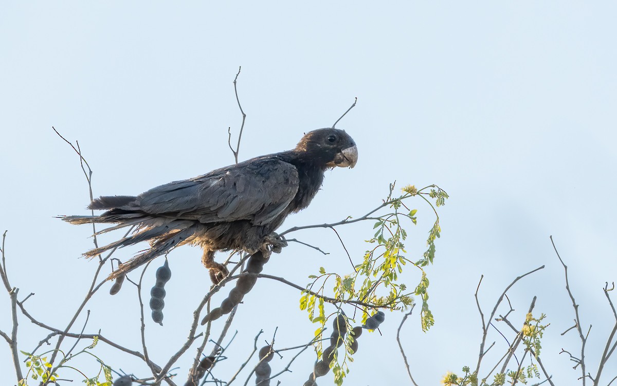 Greater Vasa Parrot - ML639683001