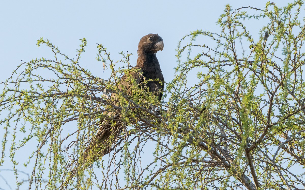 Greater Vasa Parrot - ML639683002