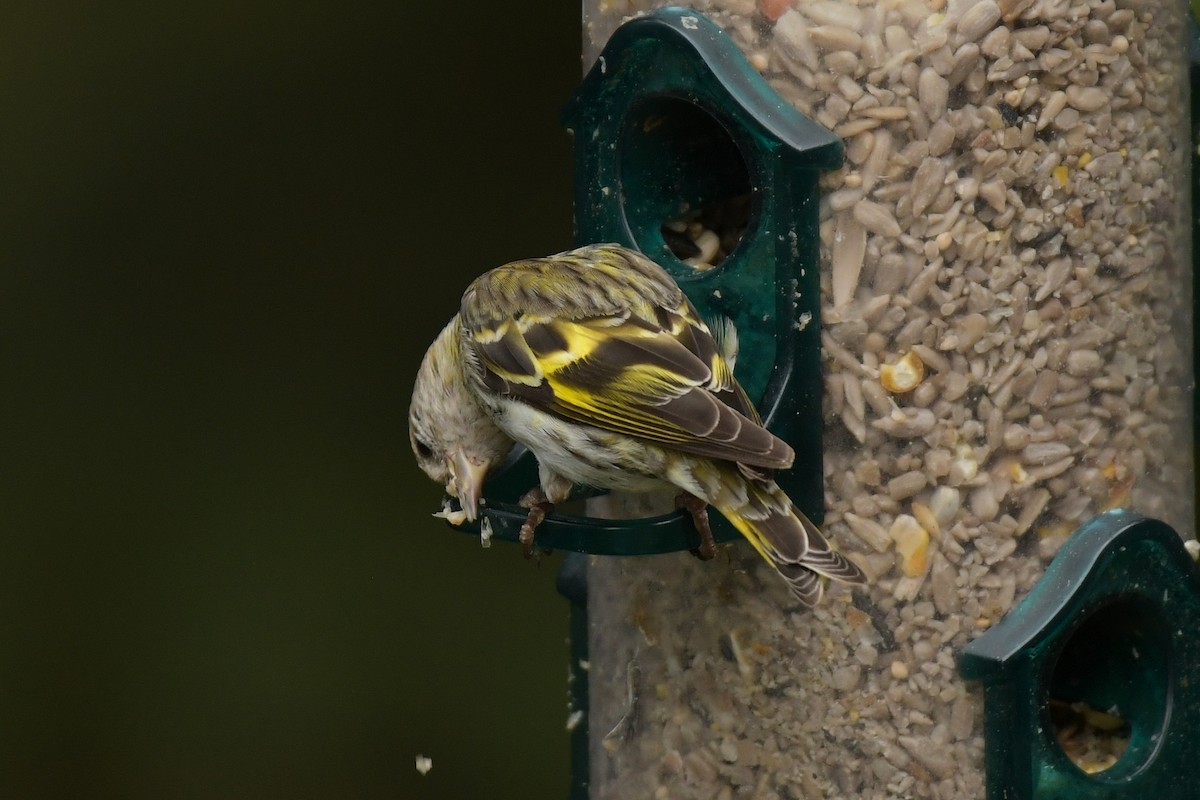 Pine Siskin (green morph) - ML639683014