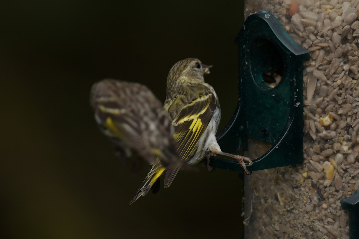 Pine Siskin (green morph) - ML639683015