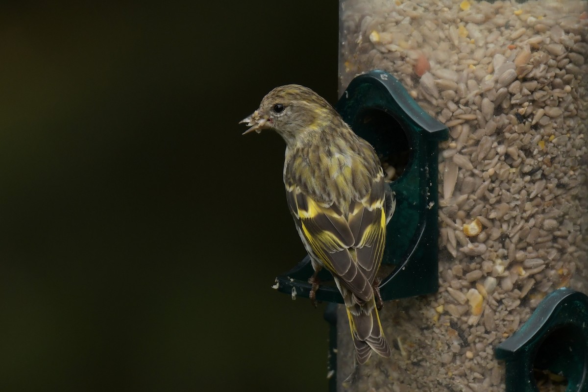 Pine Siskin (green morph) - ML639683016