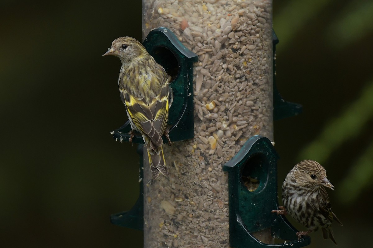 Pine Siskin (green morph) - ML639683017