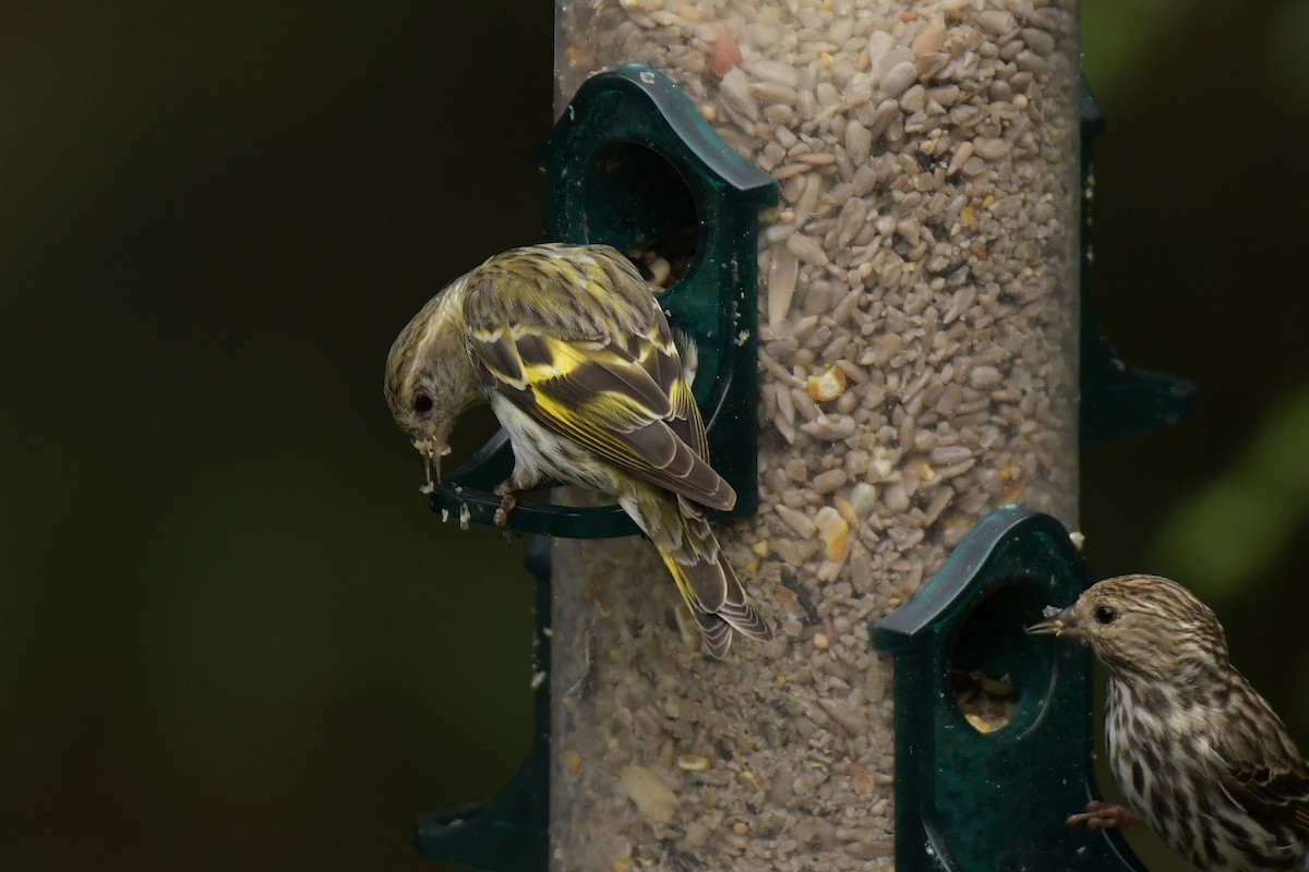 Pine Siskin (green morph) - ML639683018