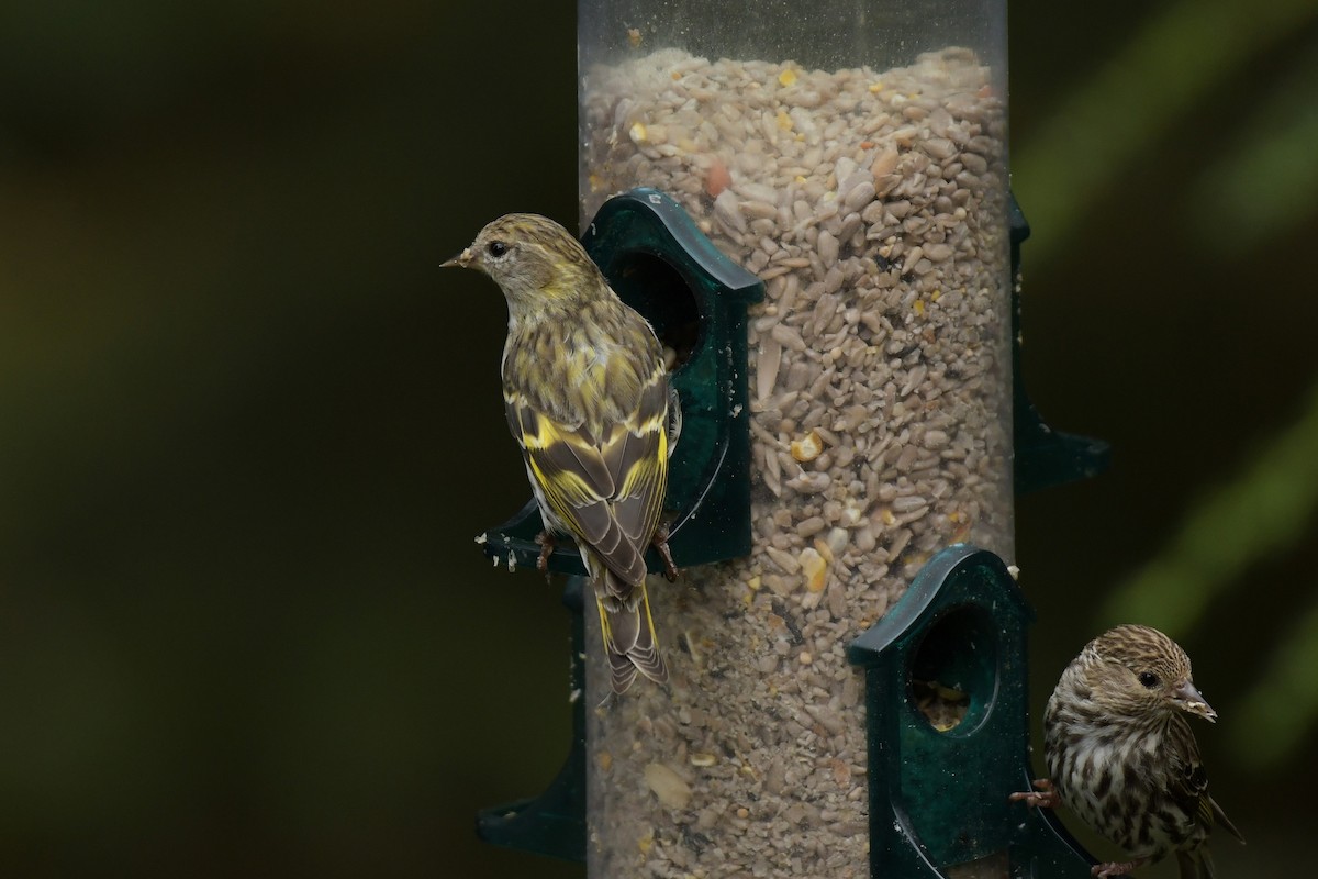 Pine Siskin (green morph) - ML639683019