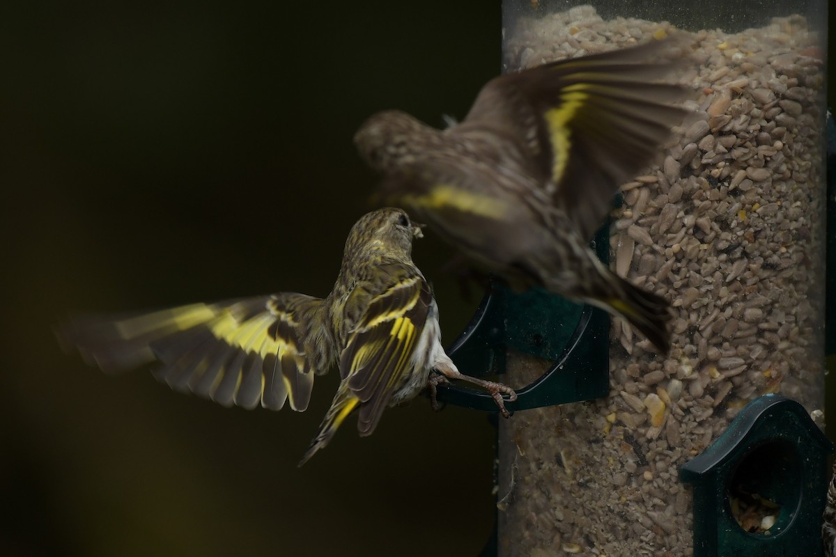 Pine Siskin (green morph) - ML639683020