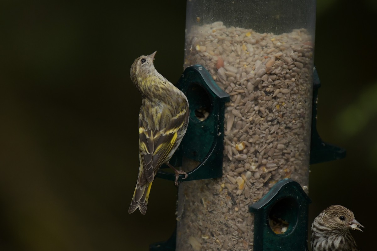 Pine Siskin (green morph) - ML639683021
