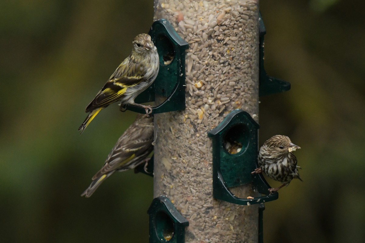Pine Siskin (green morph) - ML639683022