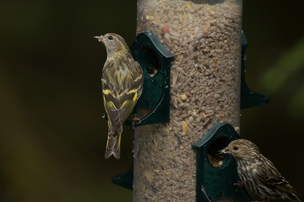 Pine Siskin (green morph) - ML639683023