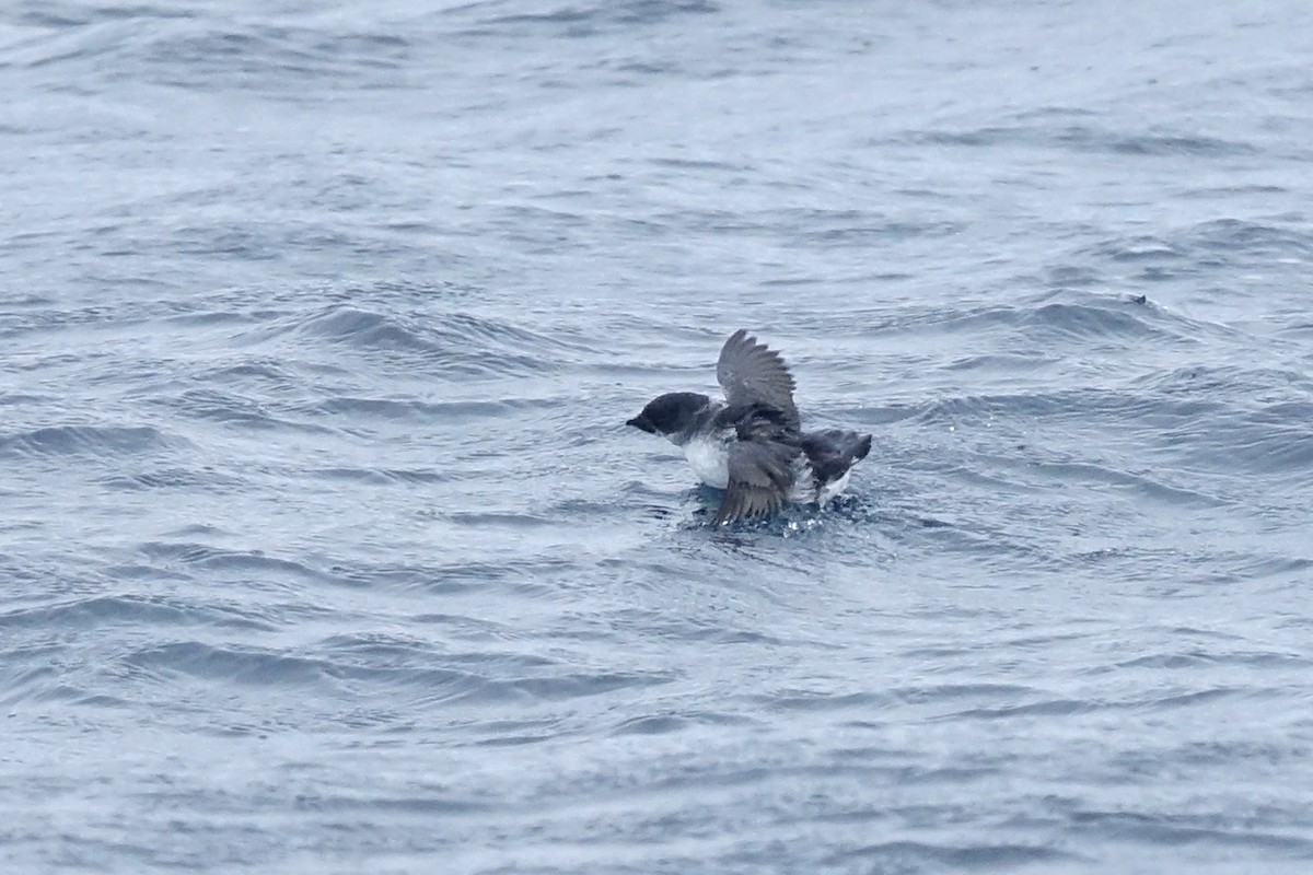 Common Diving-Petrel - ML639683044