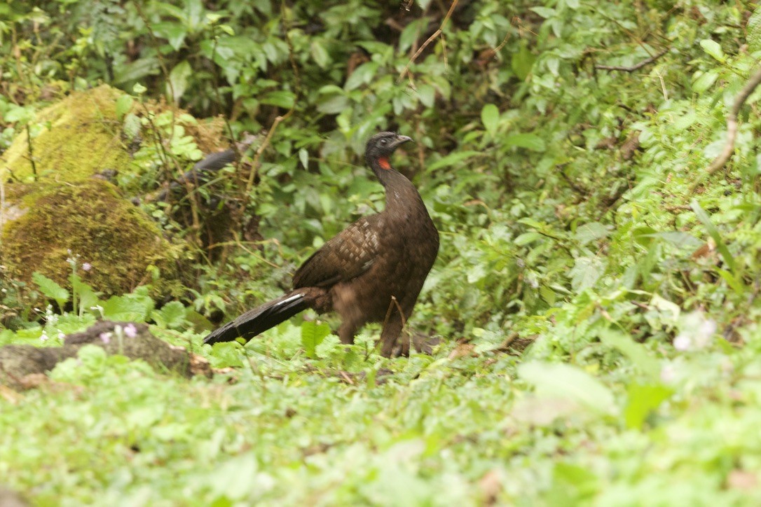 Pénélope des yungas - ML639683066