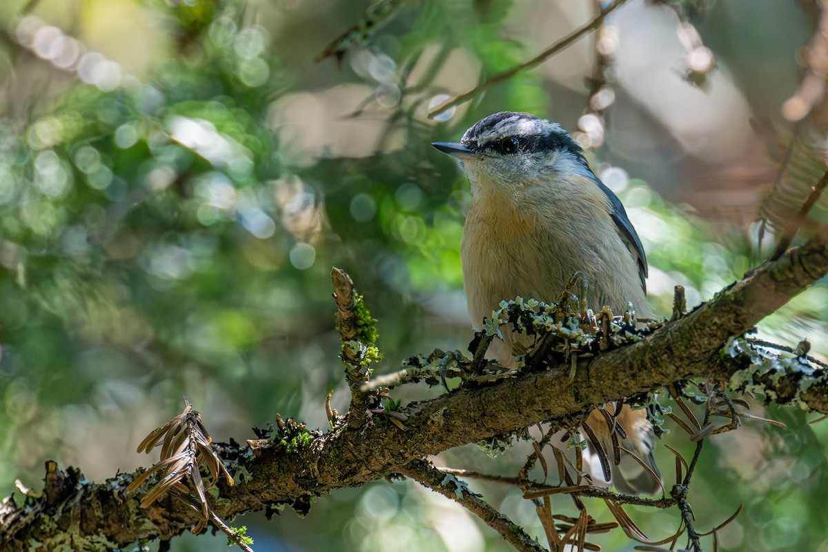 Red-breasted Nuthatch - ML639683124