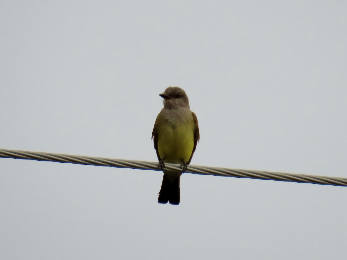 Western Kingbird - ML639683134