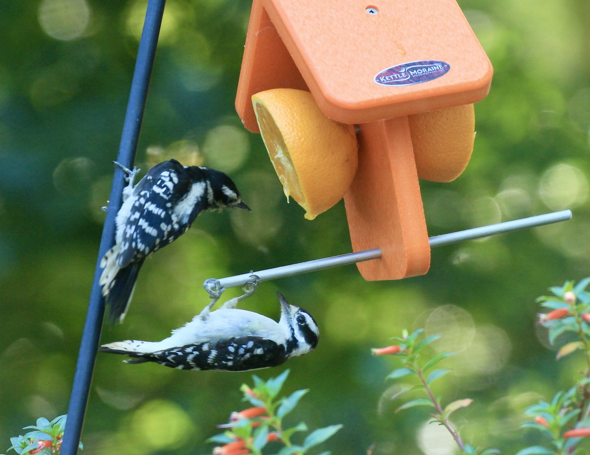 Downy Woodpecker - ML639683138