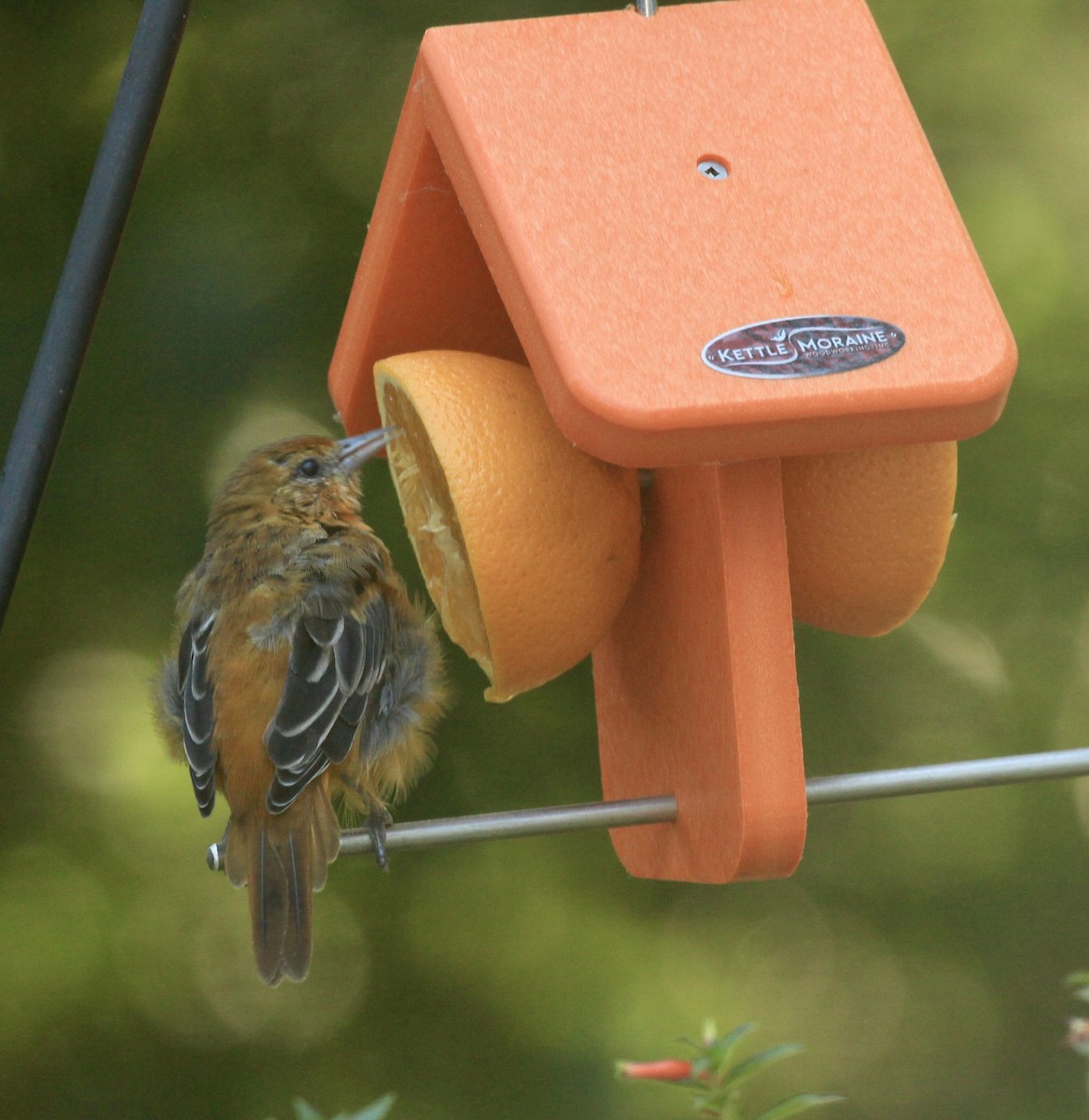 Baltimore Oriole - ML639683158