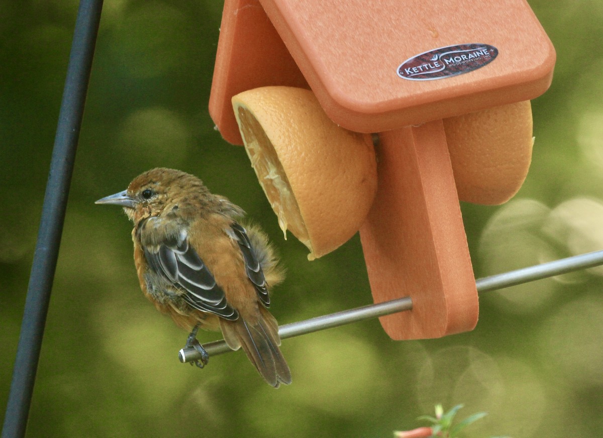 Baltimore Oriole - ML639683159