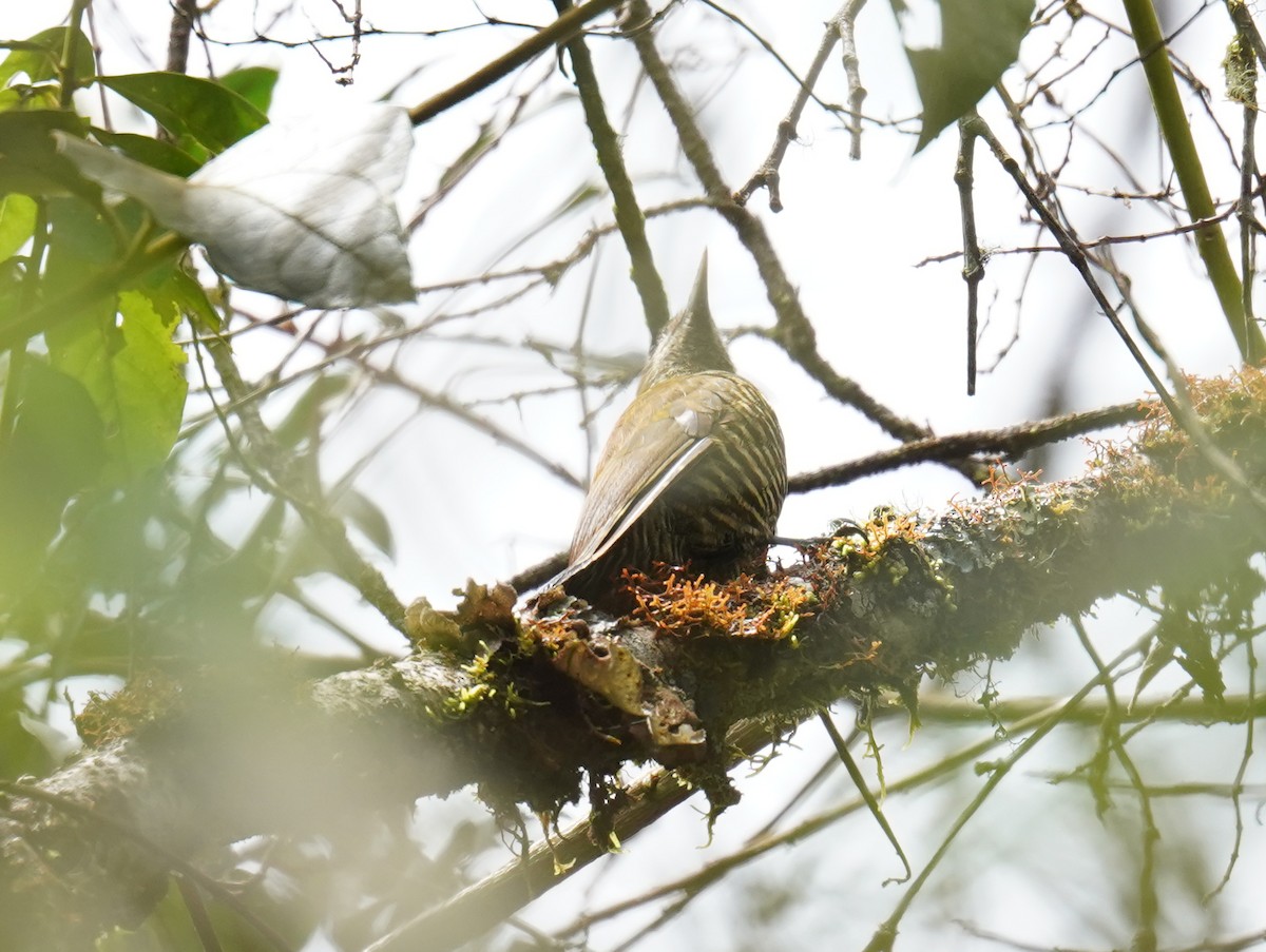 Bar-bellied Woodpecker - ML639683162