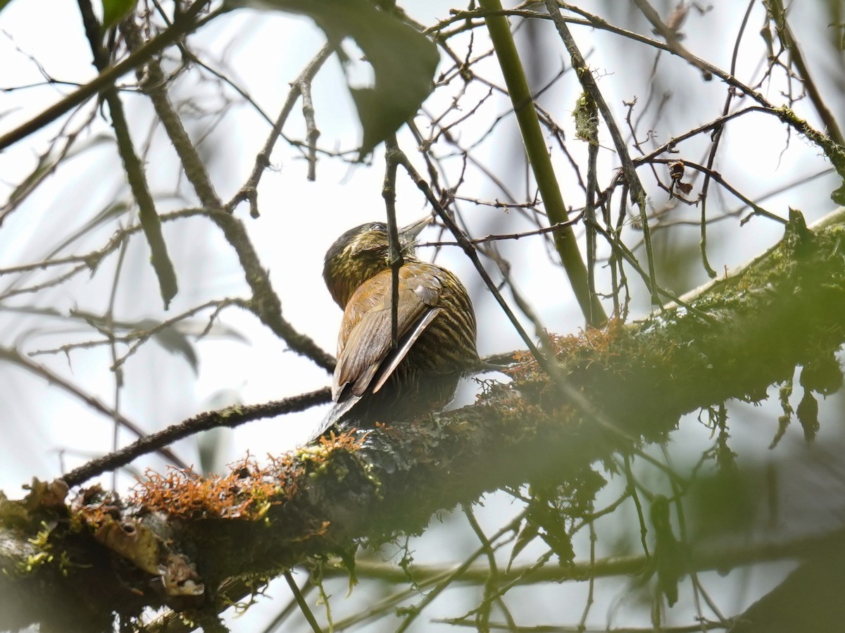 Bar-bellied Woodpecker - ML639683163