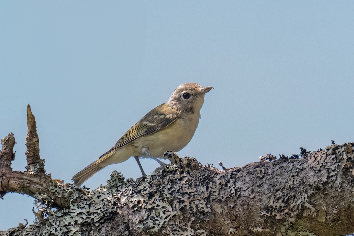 Blue-headed Vireo - ML639683170