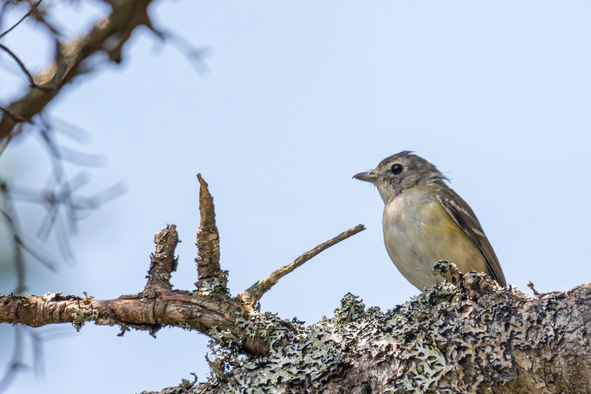 Blue-headed Vireo - ML639683171