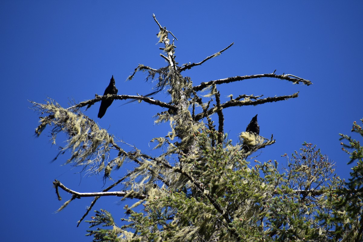 Common Raven - ML639683213