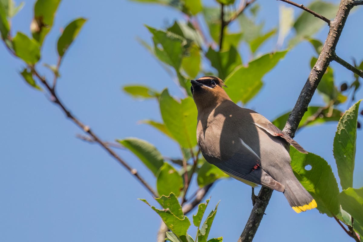 Cedar Waxwing - ML639683239