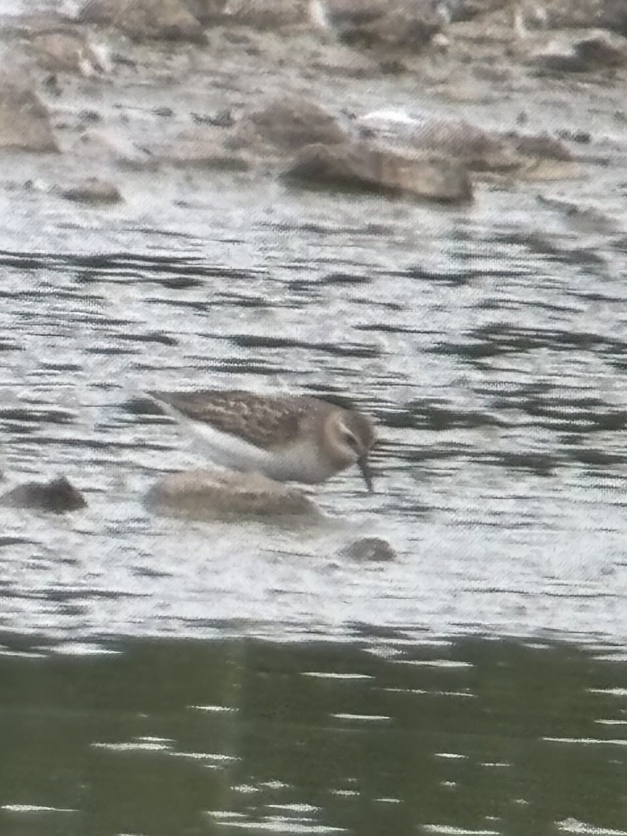 Semipalmated Sandpiper - ML639683279