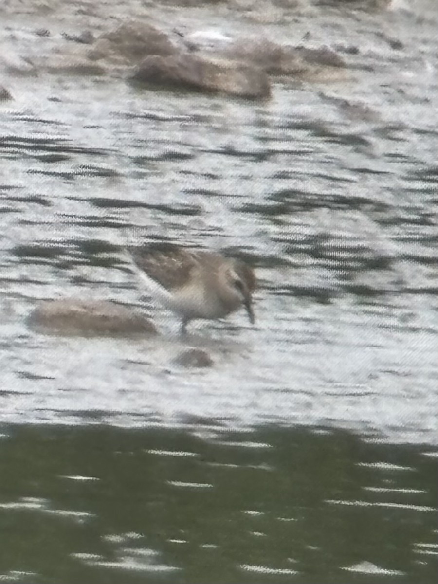 Semipalmated Sandpiper - ML639683280
