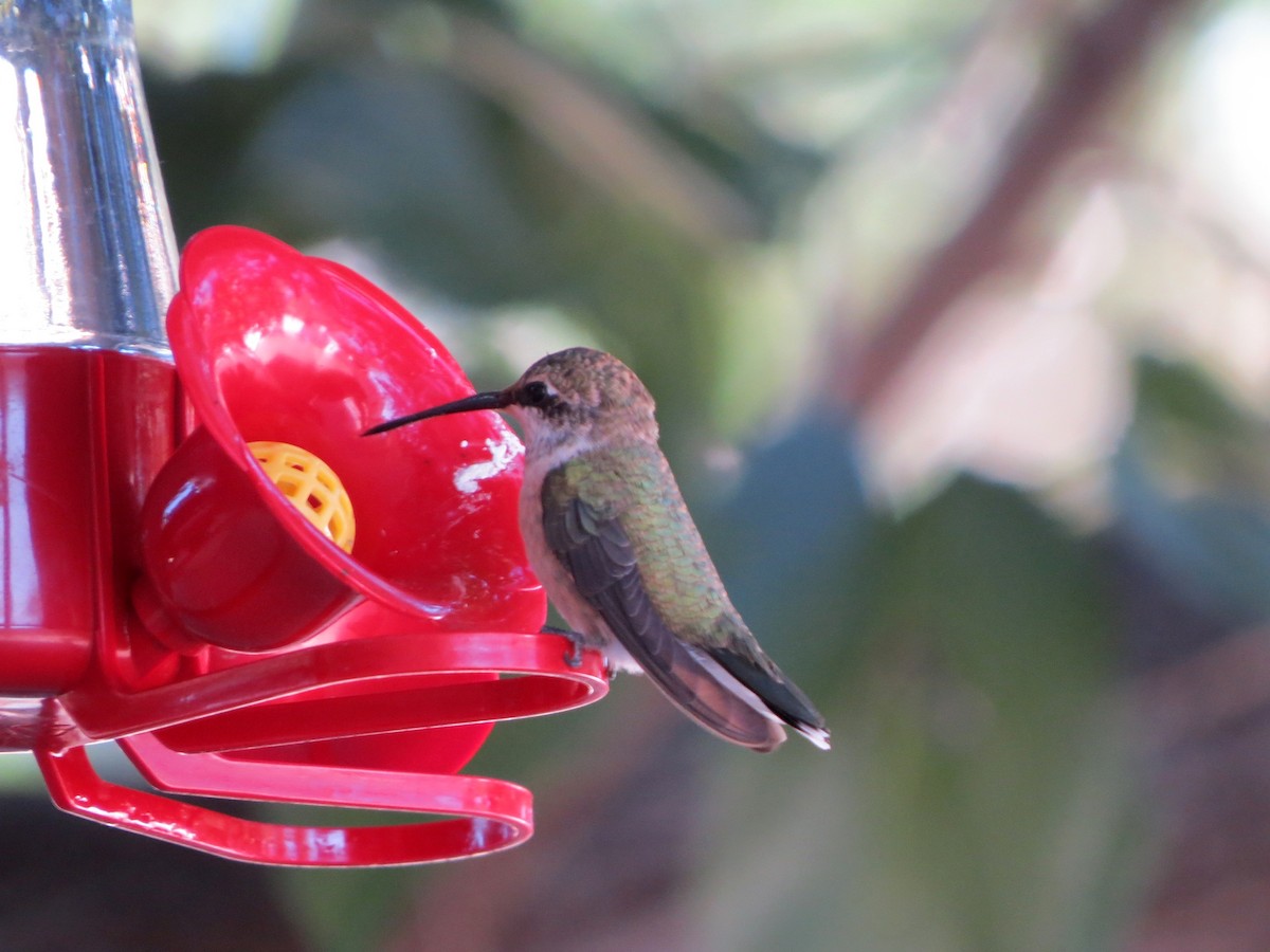 Black-chinned Hummingbird - ML639683302