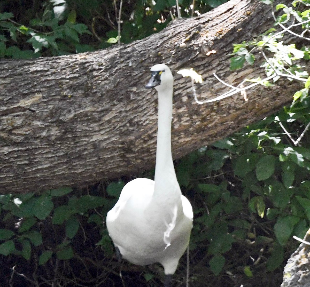 Tundra Swan (Whistling) - ML639683303