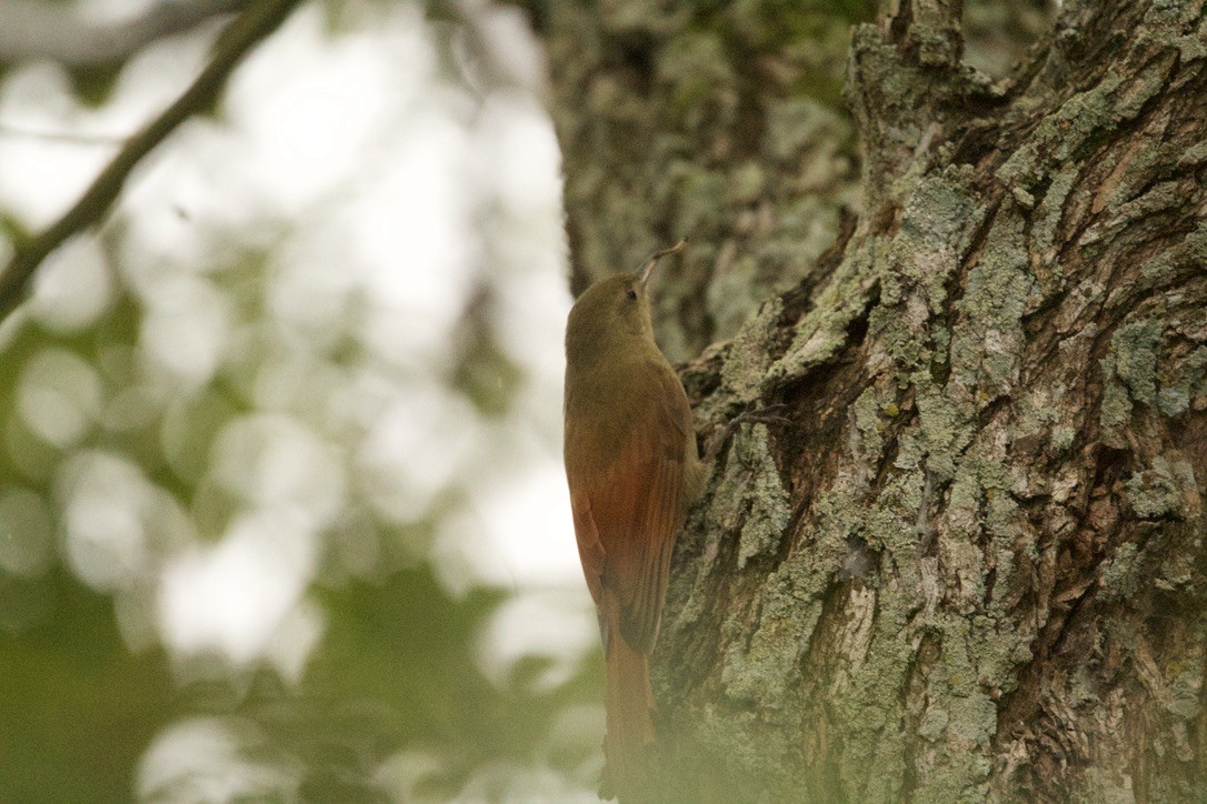 Olivaceous Woodcreeper - ML639683326