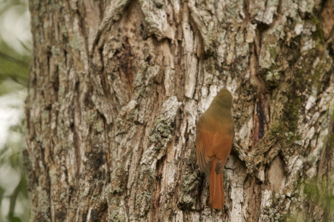 Olivaceous Woodcreeper - ML639683327