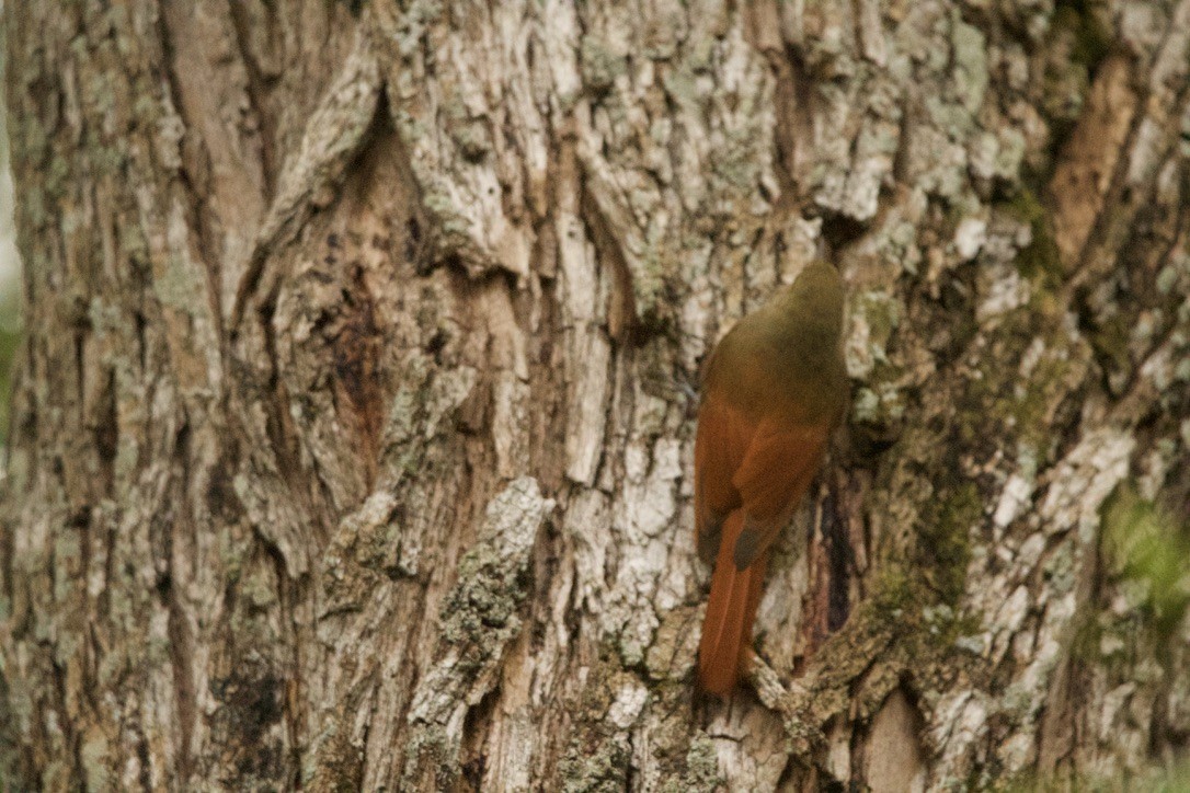 Olivaceous Woodcreeper - ML639683328