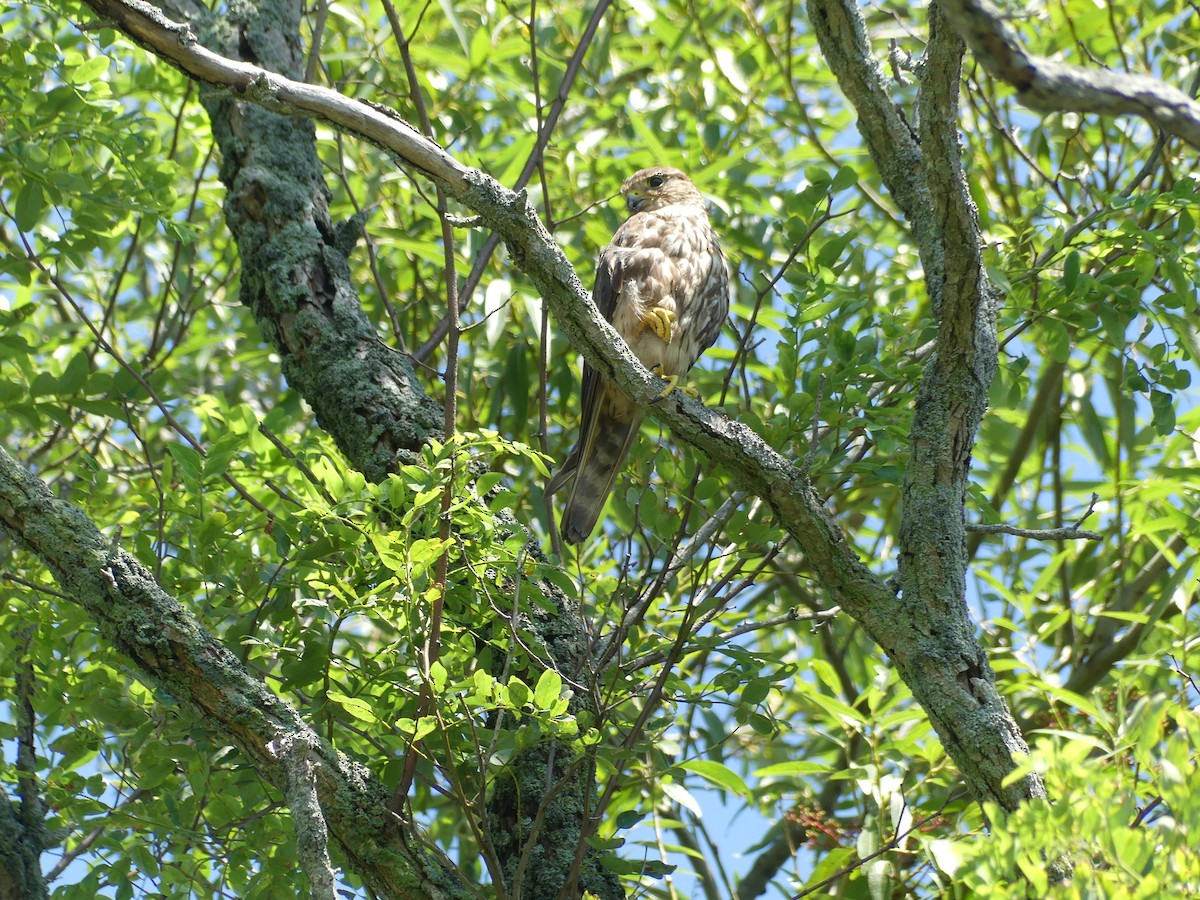 Merlin - ML639683367