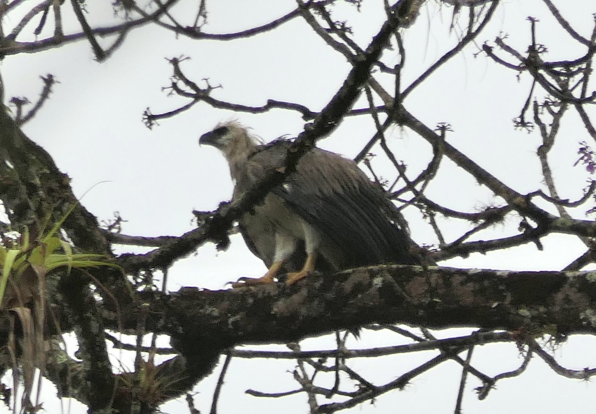 Harpy Eagle - ML639683370