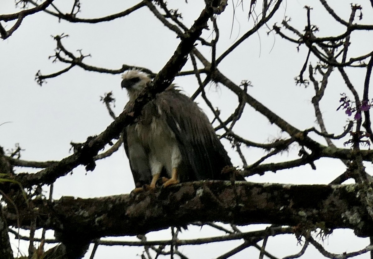 Harpy Eagle - ML639683371